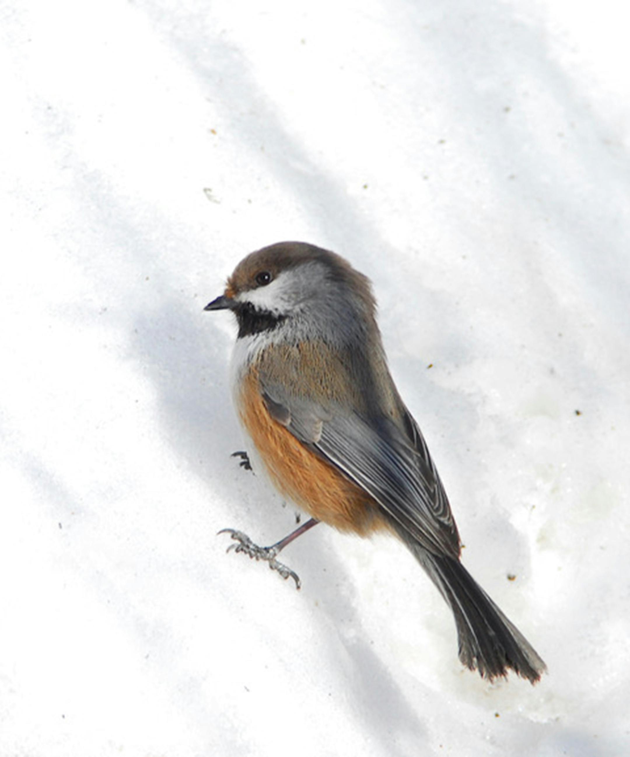 A boreal chickadee on a snowy background.