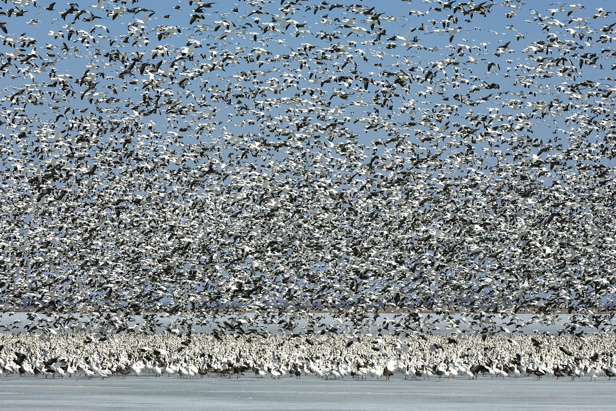 Lesser snow geese usually migrate in huge numbers. The sight and sound of a flock numbering in the thousands is not forgotten.