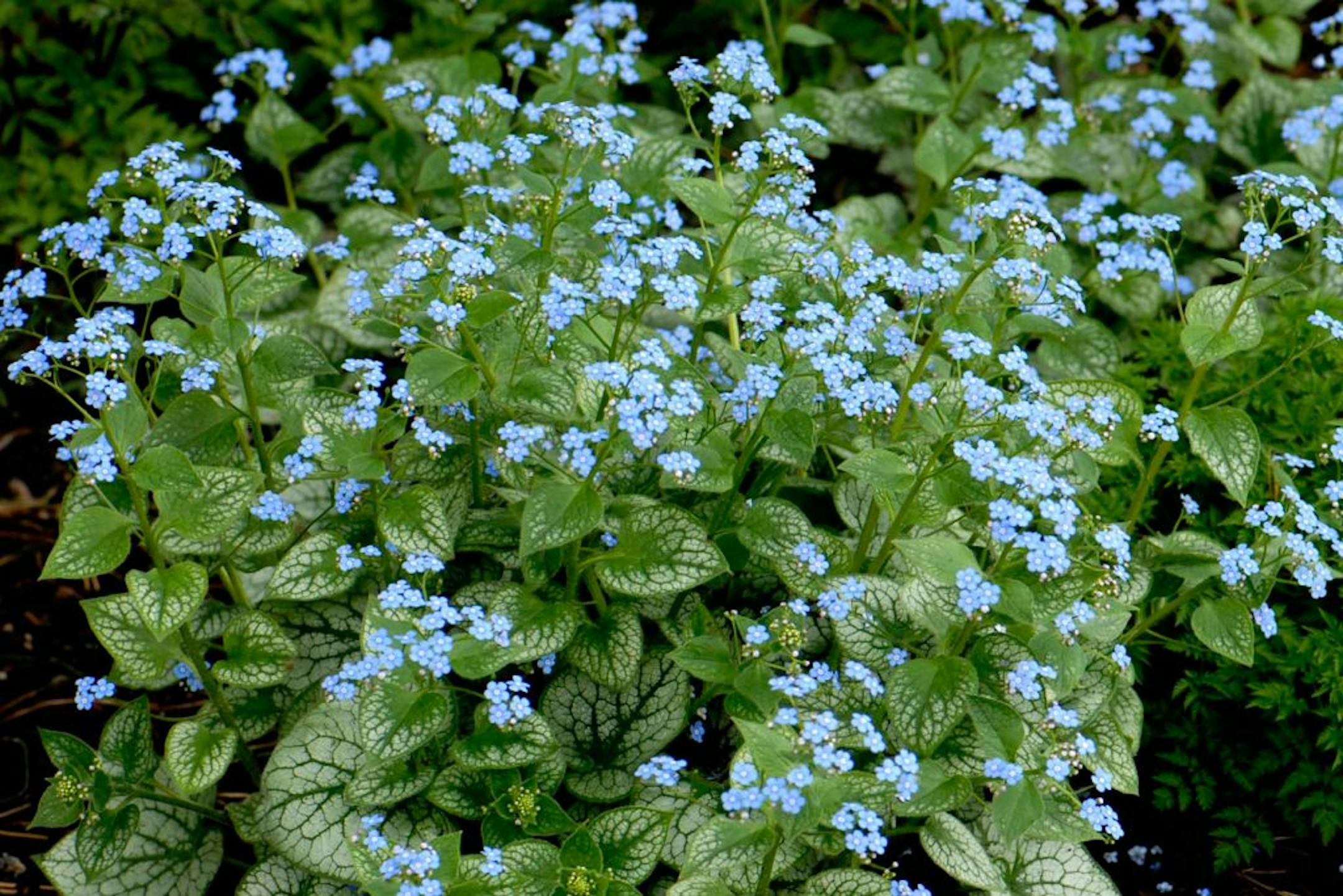Brunnera macrophylla 'Jack Frost� has been named the Perennial Plant of the Year by the Perennial Plant Association.