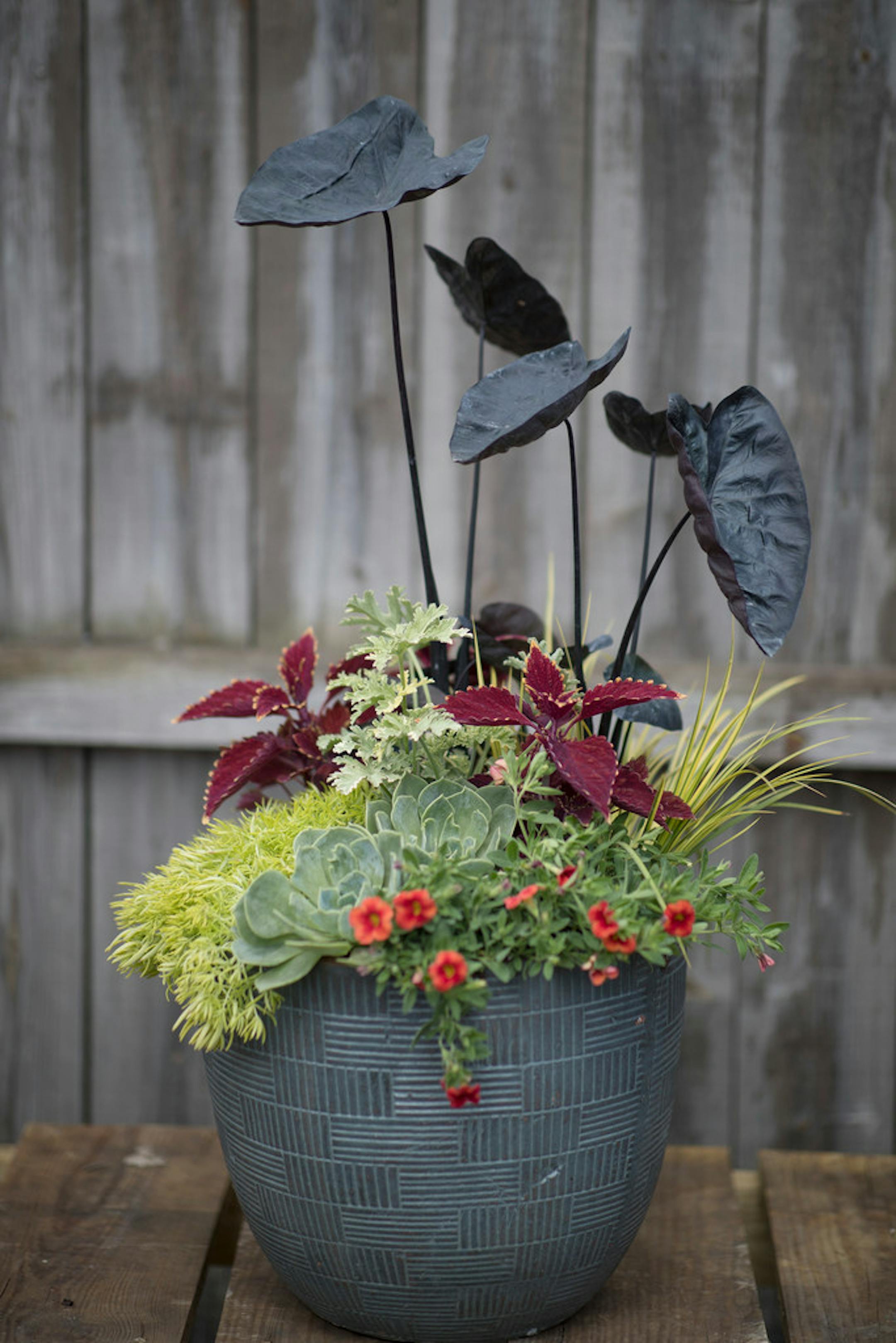 Sun container garden features elephant ears.