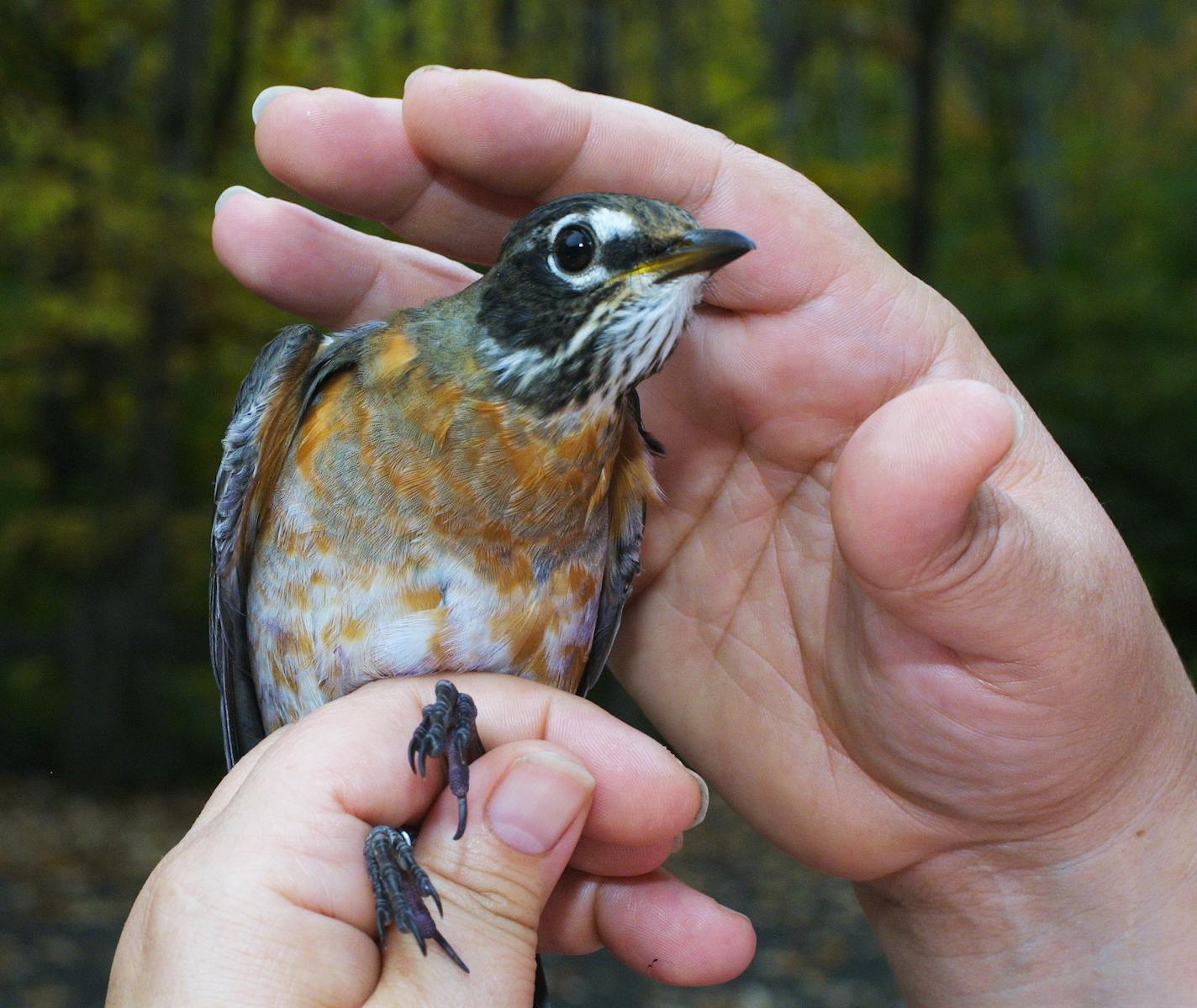 DO NOT USE! ONE-TIME USE FOR OUTDOORS WEEKEND ONLY! Photo by Siah St. Clair. This robin was captured last year, but robins have been seen throughout the park this year, too. They will be captured and banded regularly through the spring and summer.