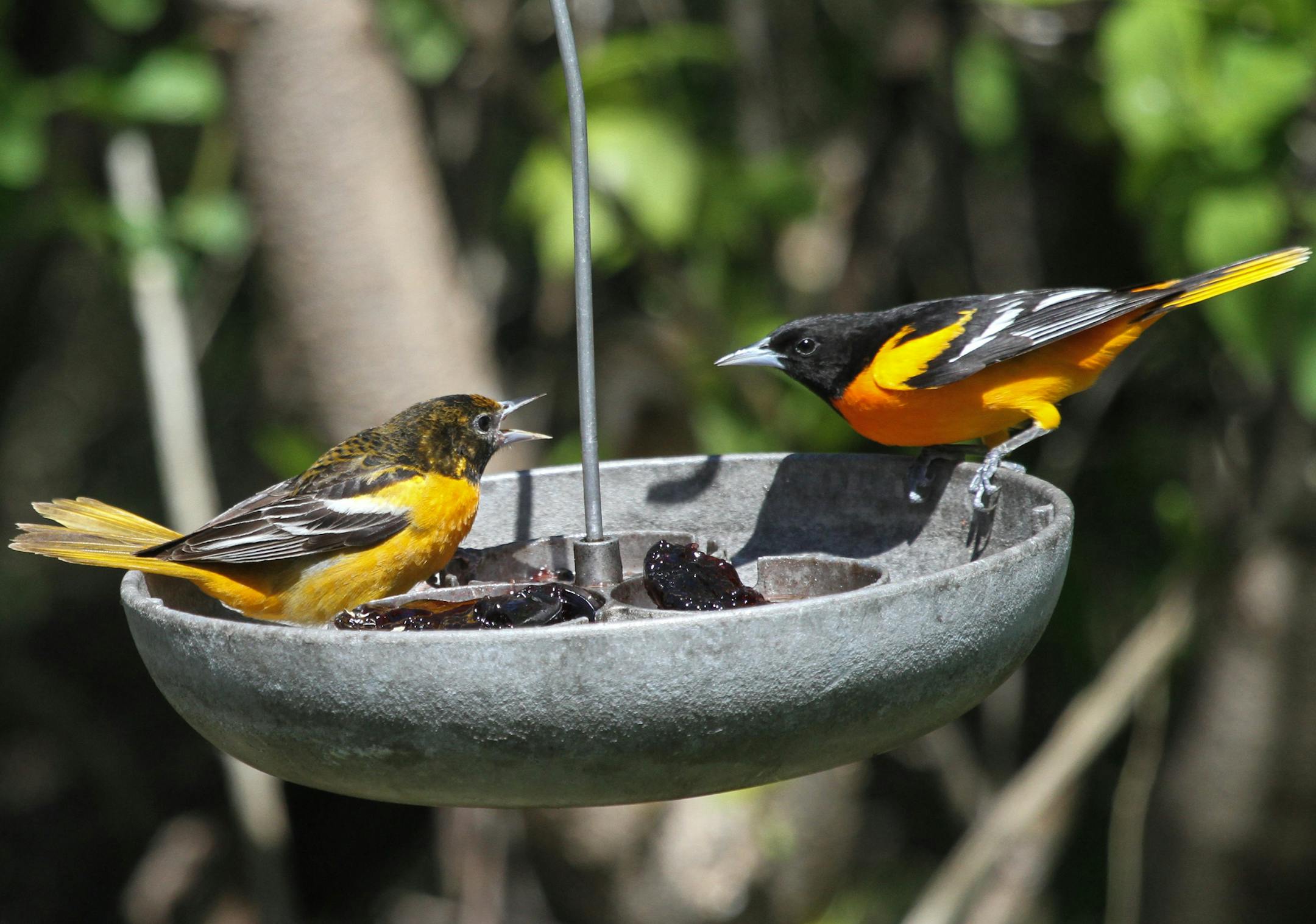 A young Baltimore oriole (left) begs his father to share the grape jelly.
credit: Don Severson