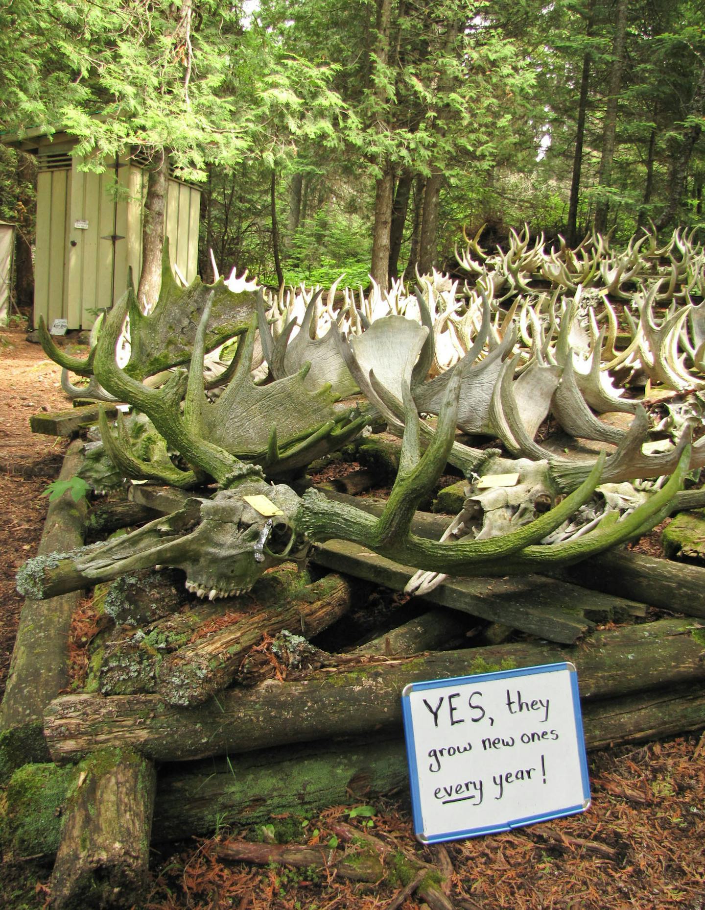 The Mooseum of Pathology, located along Moskey Basin, showcases a wealth of moose bones found on the island.