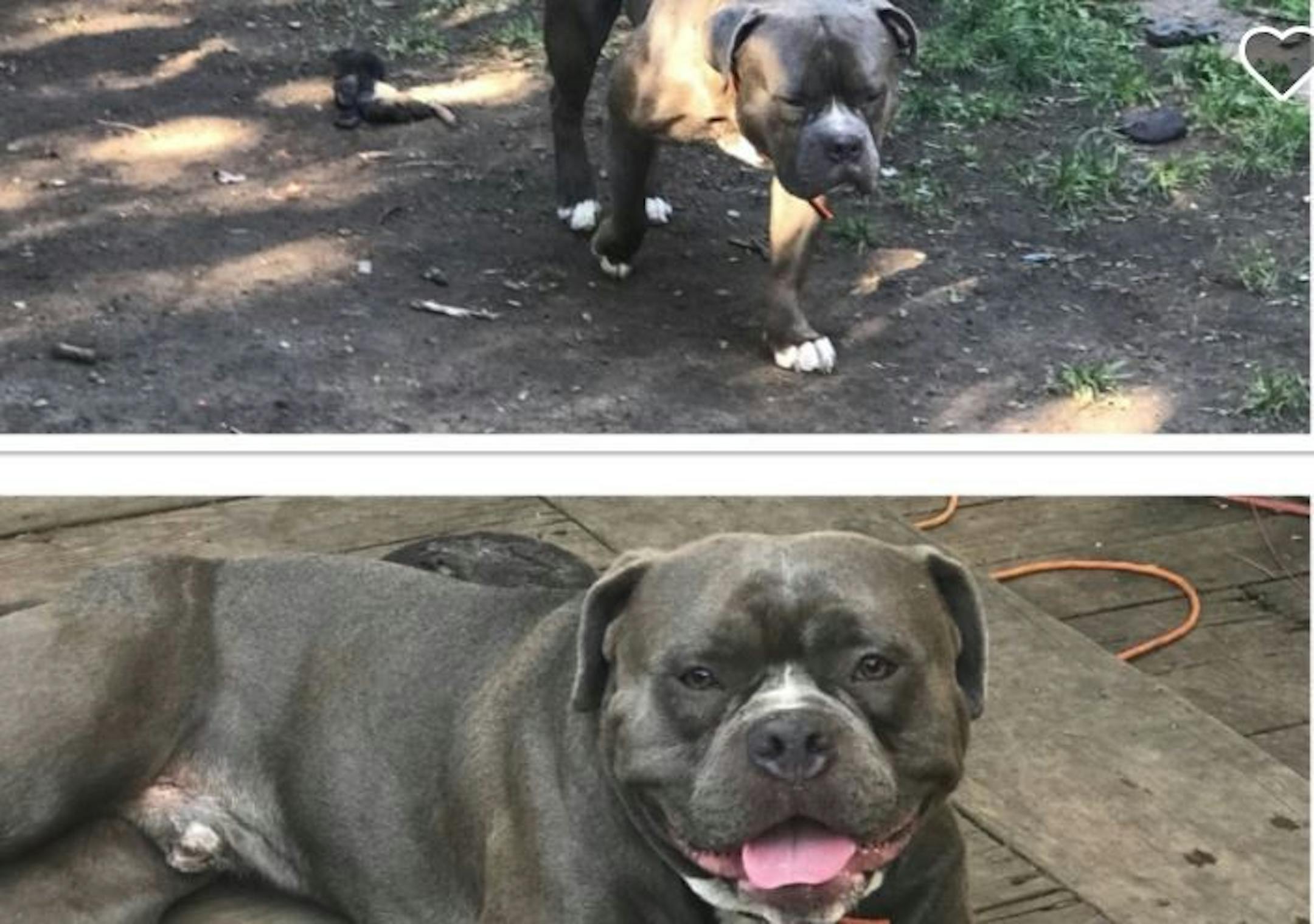 Conan, one of the dogs shot by Minneapolis police during a raid in St. Paul. He survived. (GoFundMe)