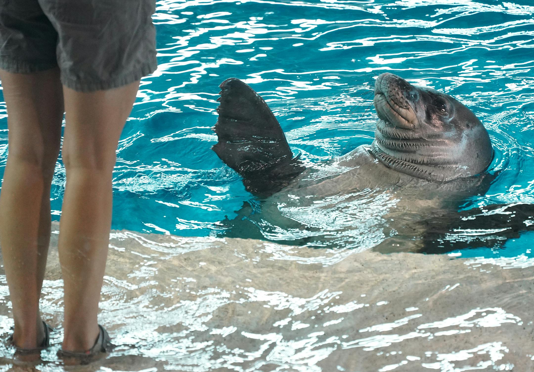 Guests watched as interpretive naturalist Mary Pederson worked with Ola, a 24-year-old Hawaiian monk seal in what once the dolphin pool at the Minnesota Zoo. ] ANTHONY SOUFFLE &#x2022; anthony.souffle@startribune.com Guests explored the Minnesota Zoo Friday, Jan. 3, 2020 in Apple Valley, Minn. The Zoo's new facilities master plan is guiding this year's bonding request and setting the tone for a new round of upgrades with emphasis on upgrading current exhibits and making use of the zoo's unused 4