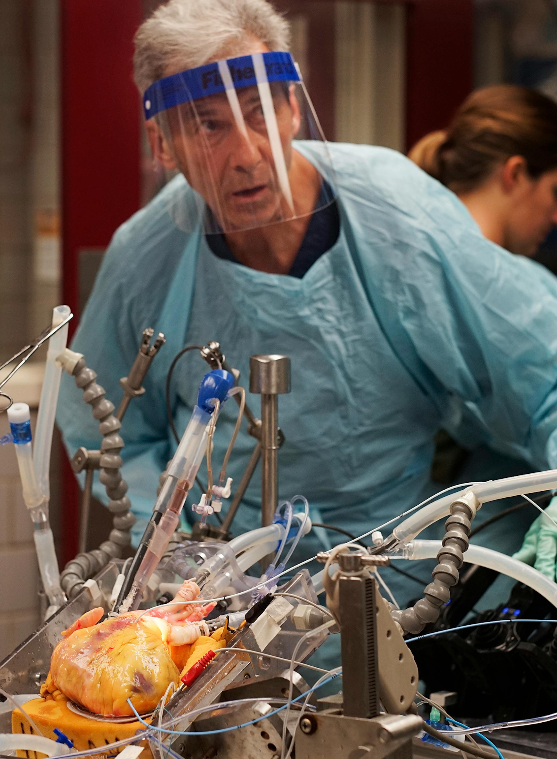 At the Visible Heart Research laboratory on the U of M campus, prof. Paul Anthony Iaizzo reanimates a donated human heart that could not be implanted into a patient. The patented reanimating process is bloodless which allows for better observation during experiments such as implementing a stent. Only four times or so a year does the laboratory get a donated human heart to work on.