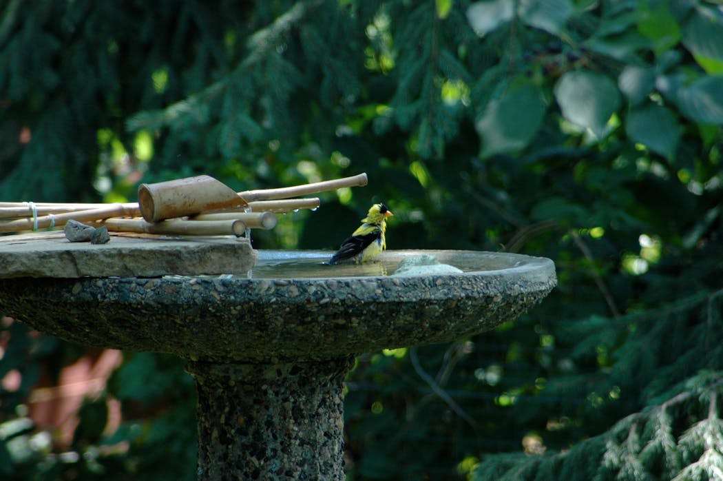  A goldfinch bathes in a shallow birdbath.