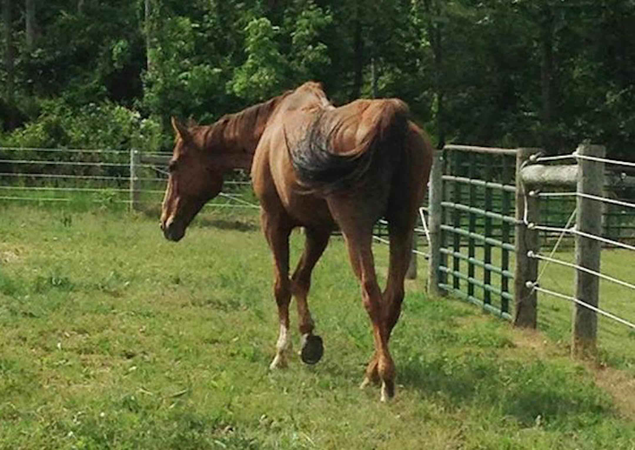 Tubby Time, the 2011 Canterbury Park Horse of the Year, is shown after he was rescued.