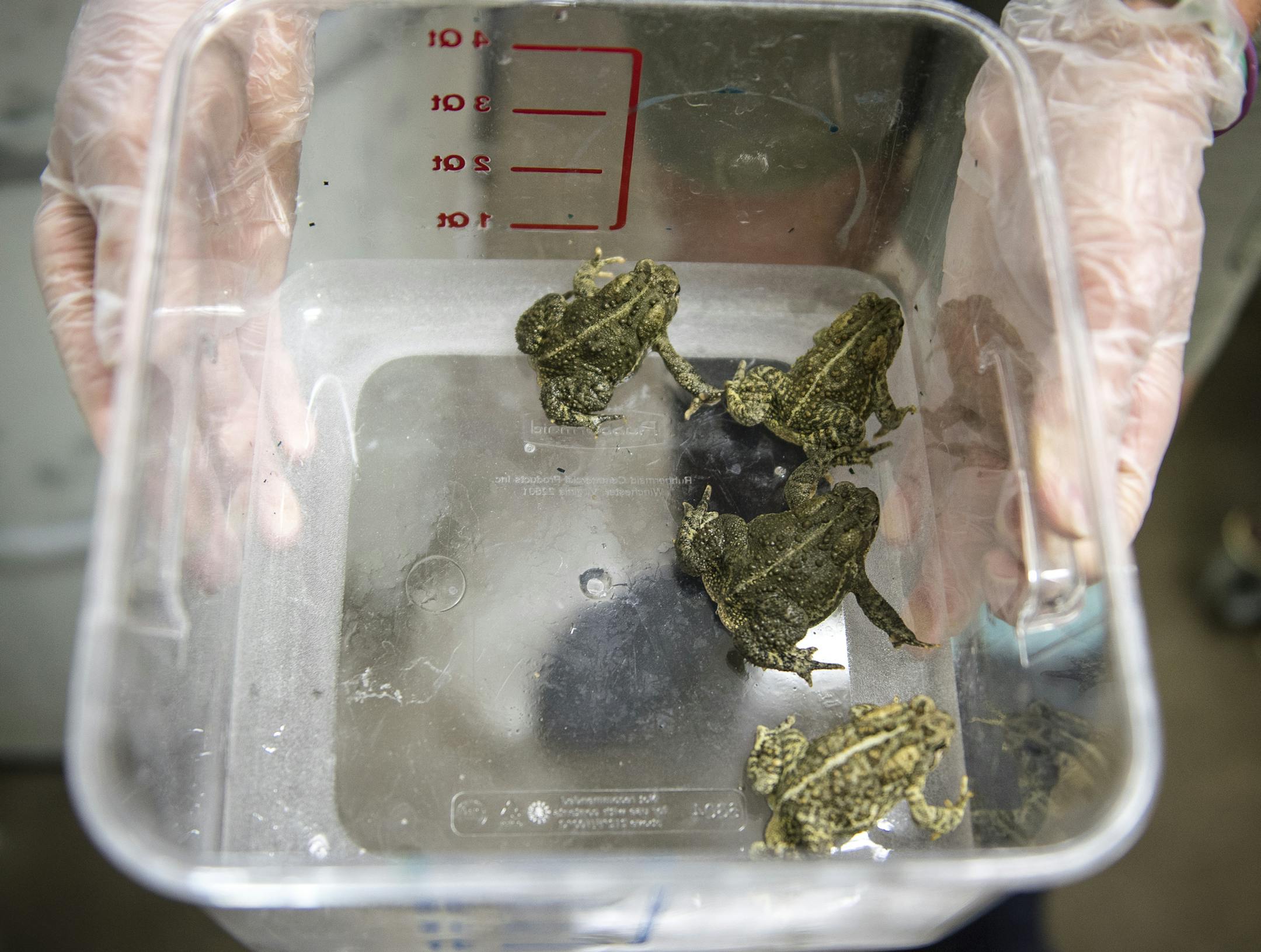 Lead Wyoming toad zookeeper Breanne Barney handled four one-year old male Wyoming toads in a containment room at Como Park Zoo and Conservatory Thursday. ] (AARON LAVINSKY/STAR TRIBUNE) aaron.lavinsky@startribune.com Como Zoo is helping breed a critically endangered species of Wyoming toads. This year's tadpoles were overnighted to Wyoming on Tuesday and released on Wednesday. Several of the adult toads are on display at the zoo. We photograph lead Wyoming toad zookeeper Breanne Barney as she ha