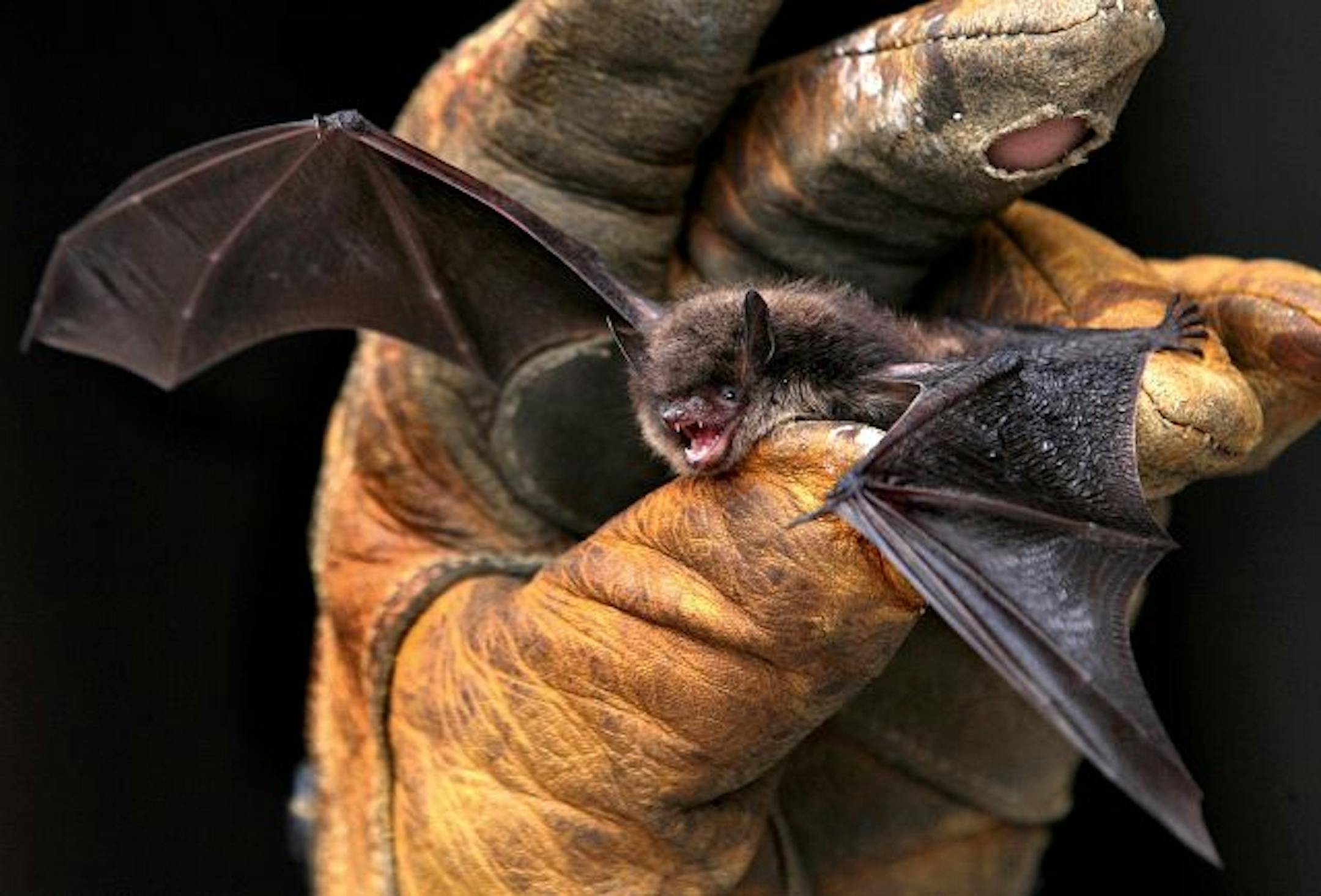 A little brown bat photographed Friday, Sept. 17, 2010 in La Crosse Wis. Wisconsin wildlife officials want to add four cave bats to the state's threatened species list as a deadly fungal disease sweeps across the nation. The Department of Natural Resources is racing to prepare for the appearance of white-nose syndrome in Wisconsin.