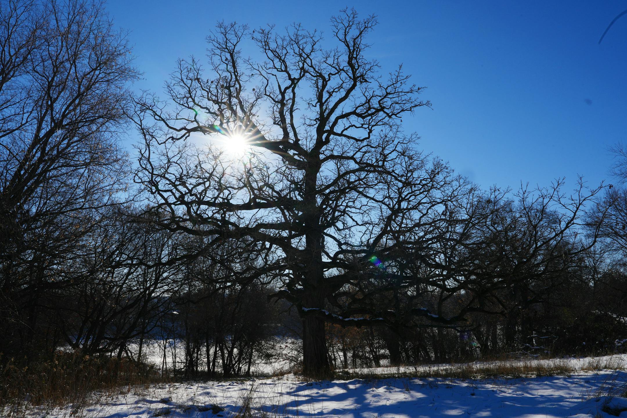 An oak tree towered over the site of the proposed Wildlife Rehabilitation Center expansion.