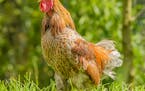 The U.S. Centers for Disease Control and Prevention is warning about a multi-state salmonella outbreak related to live poultry. (Marcel Berendsen/Drea