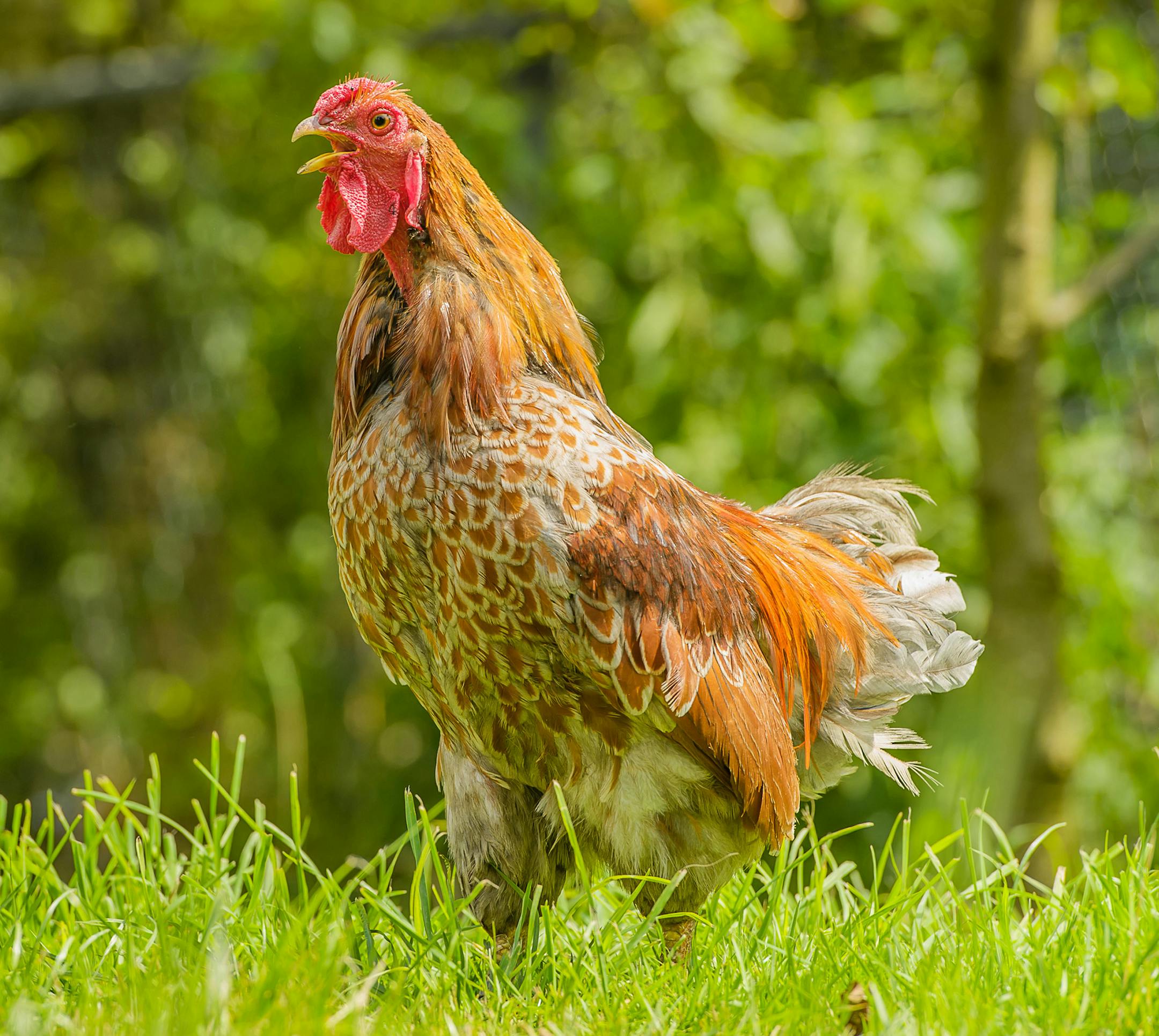 The U.S. Centers for Disease Control and Prevention is warning about a multi-state salmonella outbreak related to live poultry. (Marcel Berendsen/Dreamstime/TNS) ORG XMIT: 1206594
