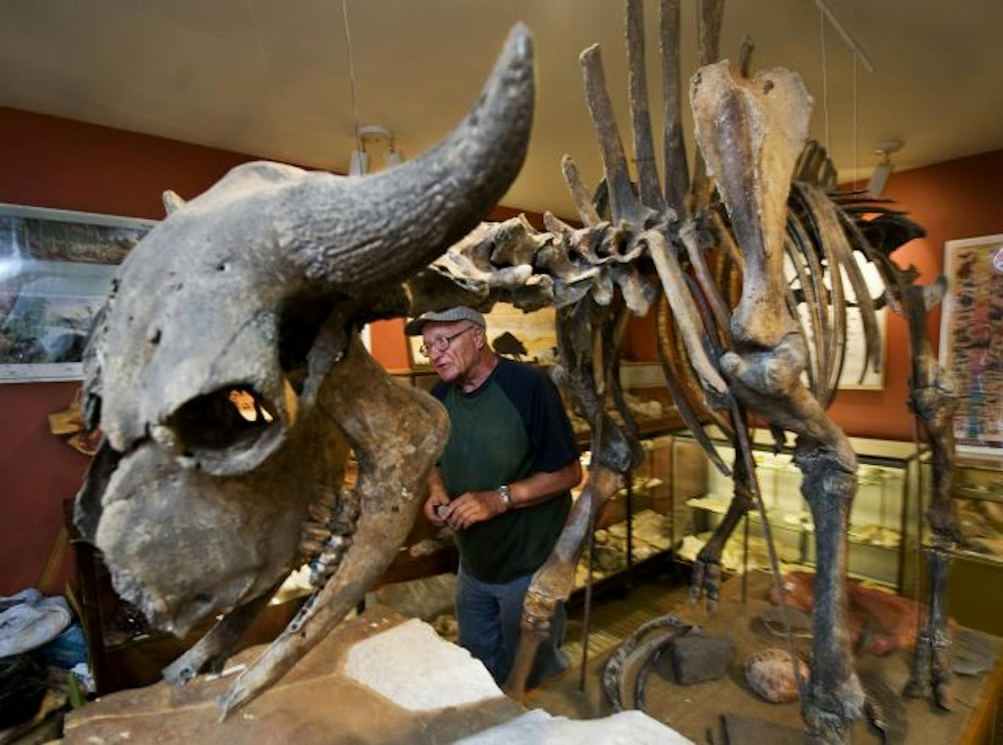 This ancient bison skeleton was assembled from bones found in the river on Wienhold's land. To find them, he wades neck-deep and feels with his feet.