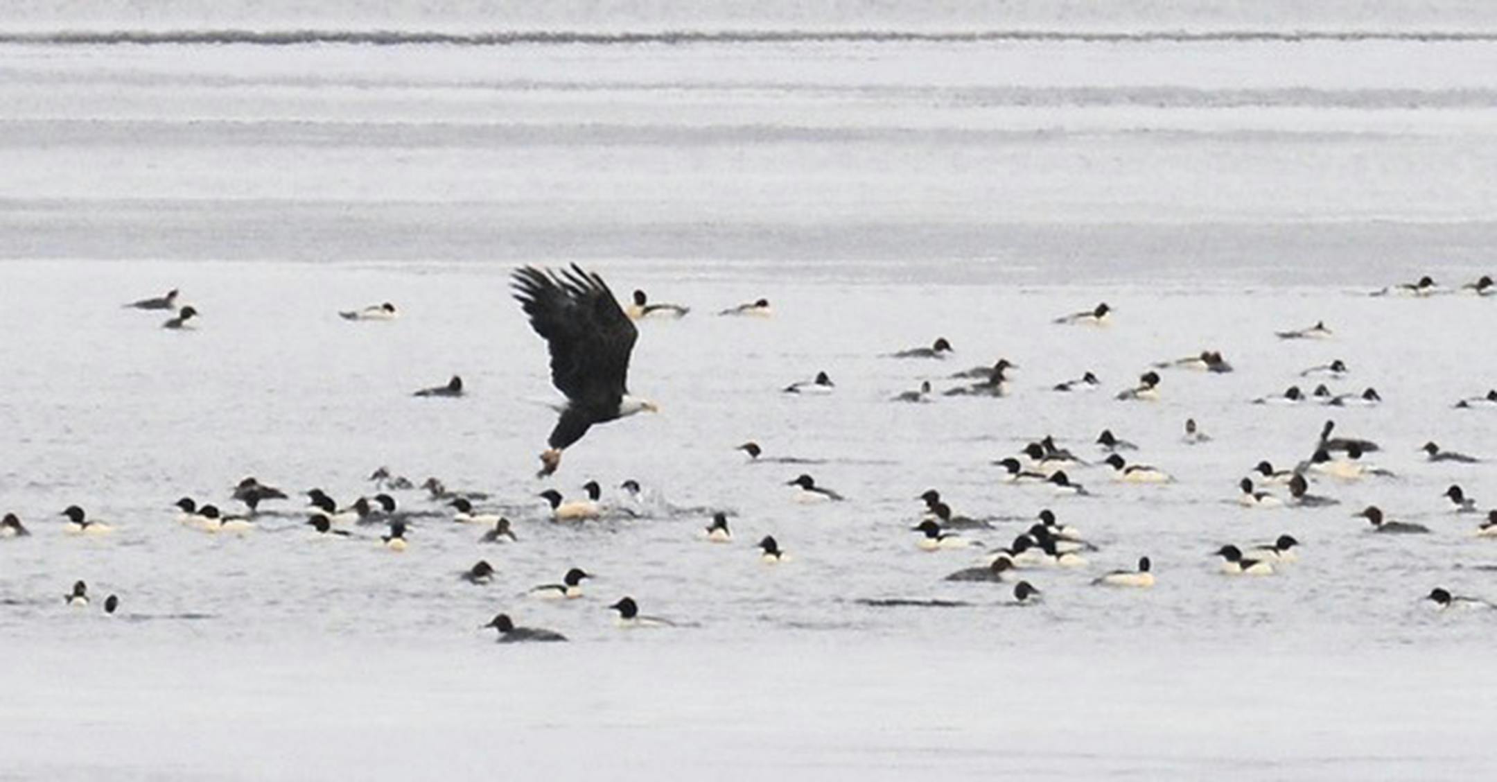 The menu offered either merganser or fish. This eagle chose fish. Jim Williams photo