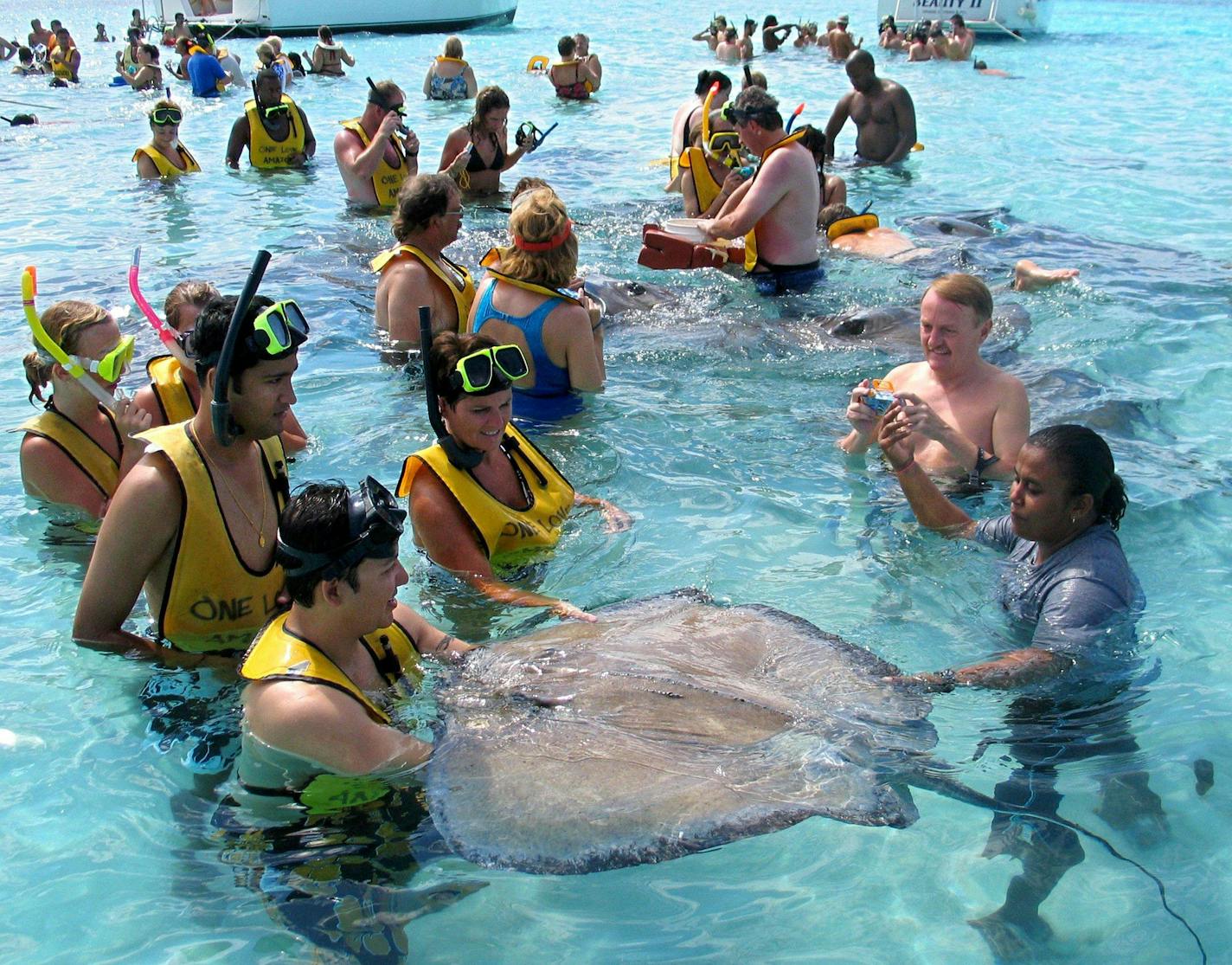 Stingray City in Grand Cayman's North Sound is a sandbar where hundreds of big stingrays gather, and thousands of tourists can jump in the water to see them in the shallow area.