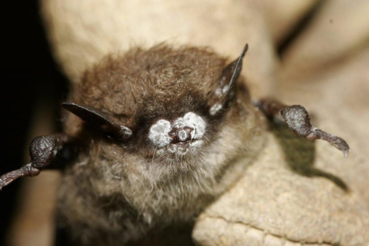 In this October 2008 photo provided by the New York Department of Environmental Conservation, a brown bat with white nose fungus is seen in New York. Scientists trying to stem the spread of the bat-killing disease known as white nose syndrome say it has now been definitely proven that the fungus that causes the disease came from Europe and is the latest of a long line of invasive species disrupting the environment in North America.