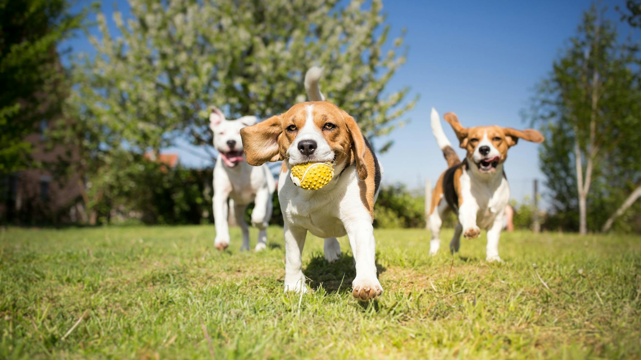 Group of dogs playing in the park with a yellow ball