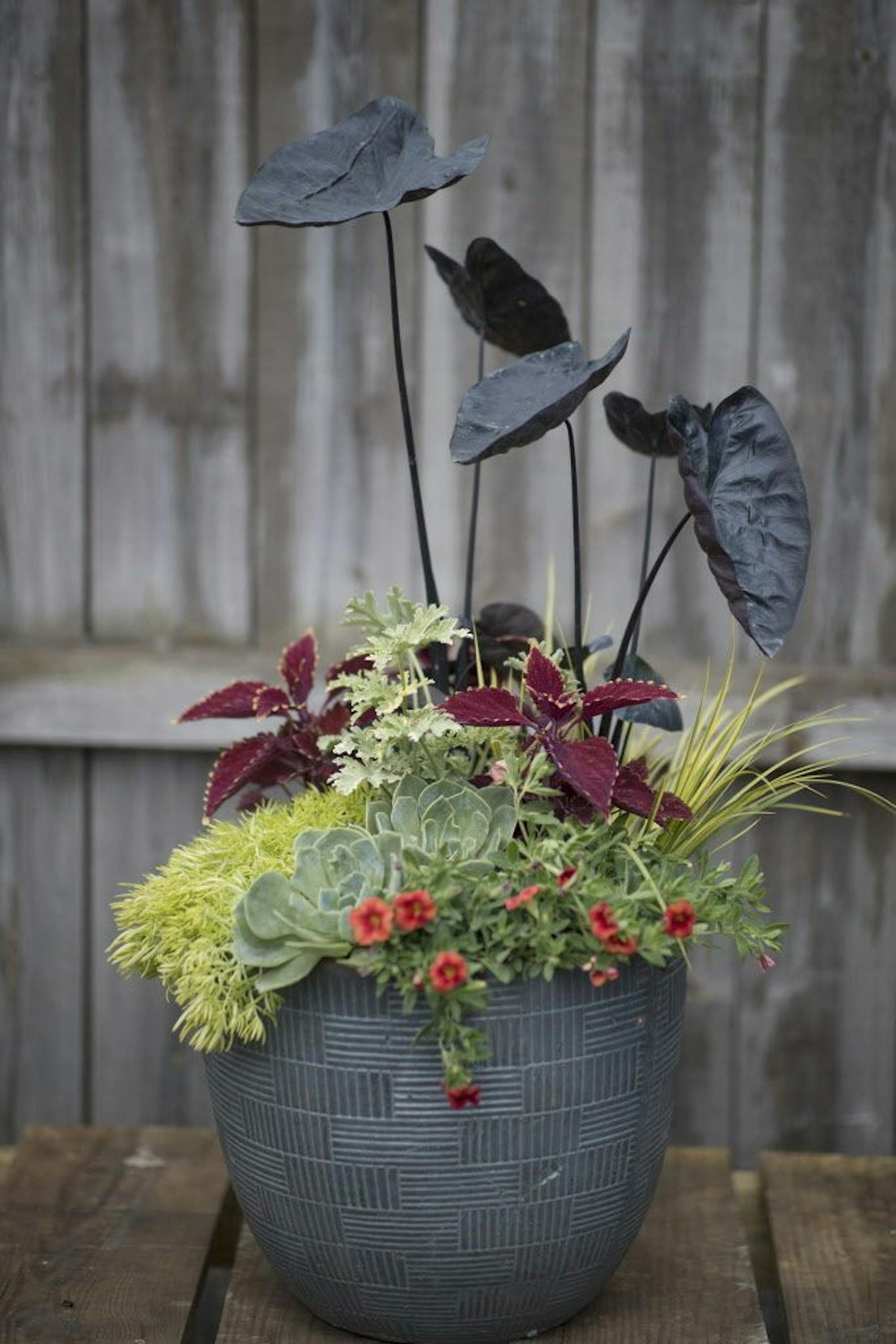 To give you fresh ideas, we turned to Dean Engelmann, co-owner of Tangletown Gardens in South Minneapolis. For the recipe for TROPIC THUNDER, see story.