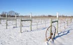 Hiking through a vineyard in winter gives an appreciation for Minnesota-grown wine grapes at Crow River Winery by Hutchinson.