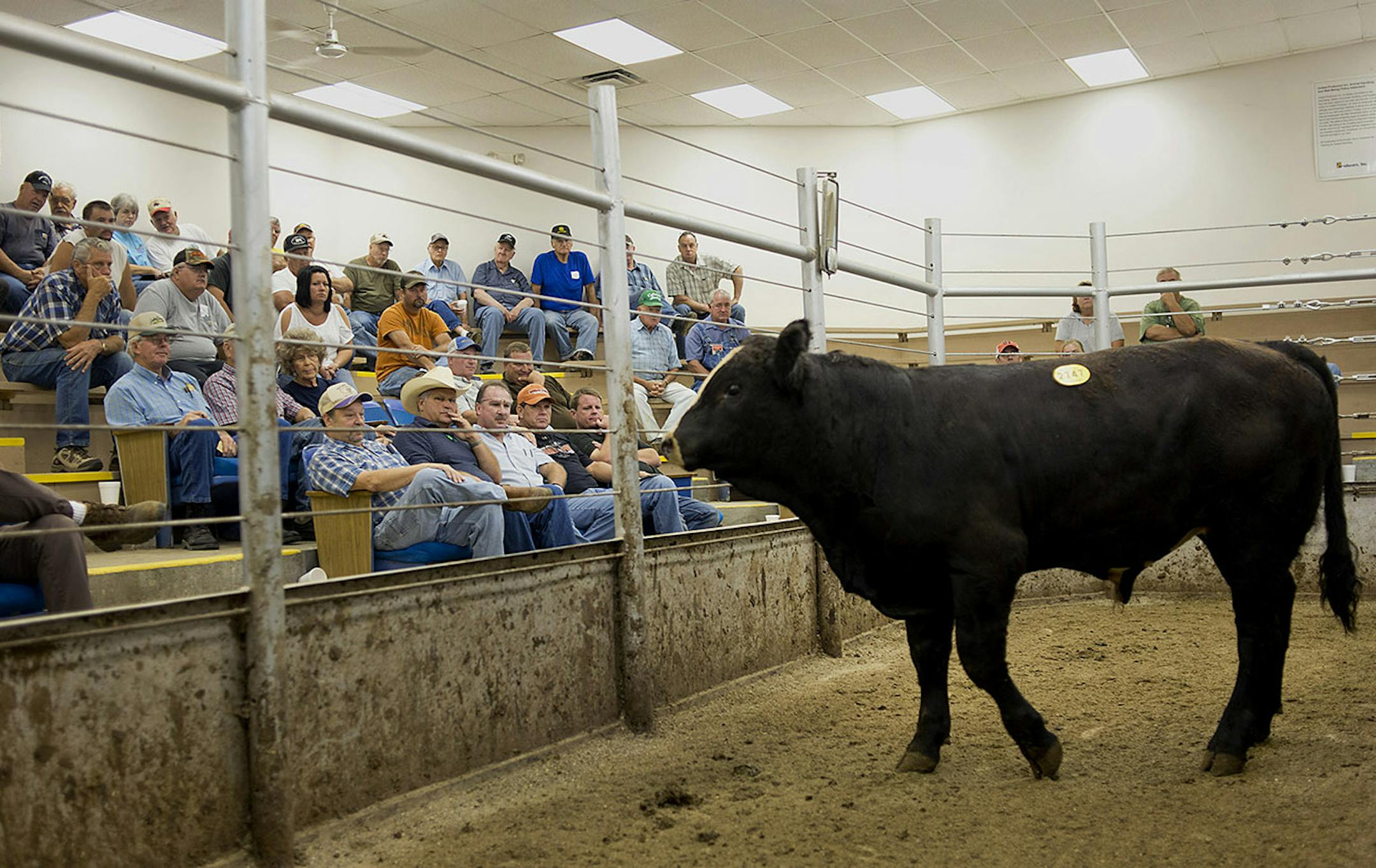 Livestock are shown to potential buyers in a holding ring at the United Producers Inc. livestock auction in Little York, Indiana, U.S., on Tuesday, Aug. 13, 2012. Feeder-cattle futures rose to a five-week high on signs of tightening supplies, after the worst U.S. drought since 1956 dried pastures and forced producers to sell animals earlier than normal. Photographer: Ty Wright/Bloomberg ORG XMIT: 150377850