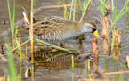 The sora is a small marsh bird about the size of a mourning dove. The author spied this one on a recent photography outing.