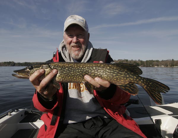 Longtime guide Royal Karels, 76, of Brainerd, holds a small northern he caught Saturday at the Governor's Fishing Opener on Gull Lake. The walleyes pr