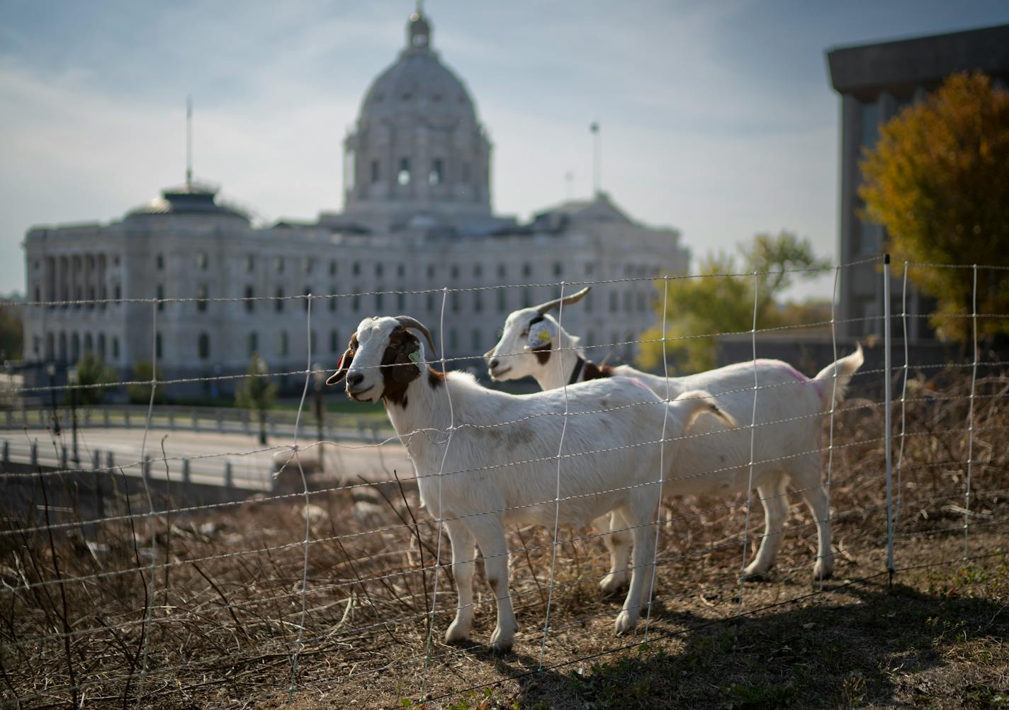Goats and sheep graze to restore native prairie at Minnesota Capitol