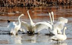 During a stopover on their annual fall migration south tundra swans squawk at each other along the Mississippi River near Brownsville, MN.] DAVID JOLE