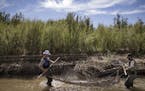 United States Fish and Wildlife Service workers catch endangered minnows south of Socorro, N.M., May 9, 2018. Even in a good year, much of the Rio Gra