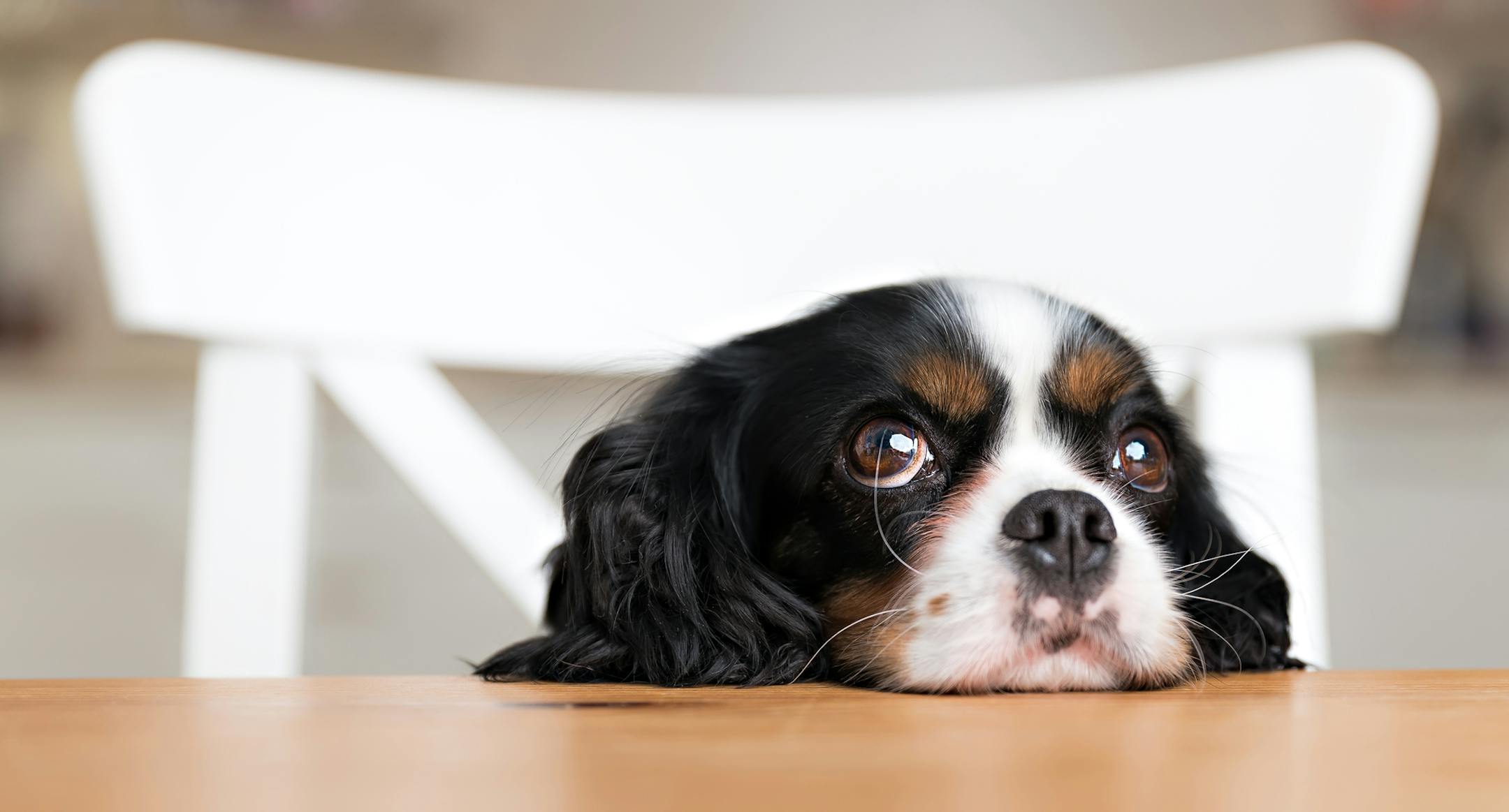 cute dog begging for food at the kitchen table