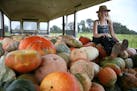 Sarah Frey, owner of Frey Farms, sits atop a mound of her pumpkins at her farm in Poseyville, Ind., Sept. 8, 2016. Frey, who has made a fortune farmin