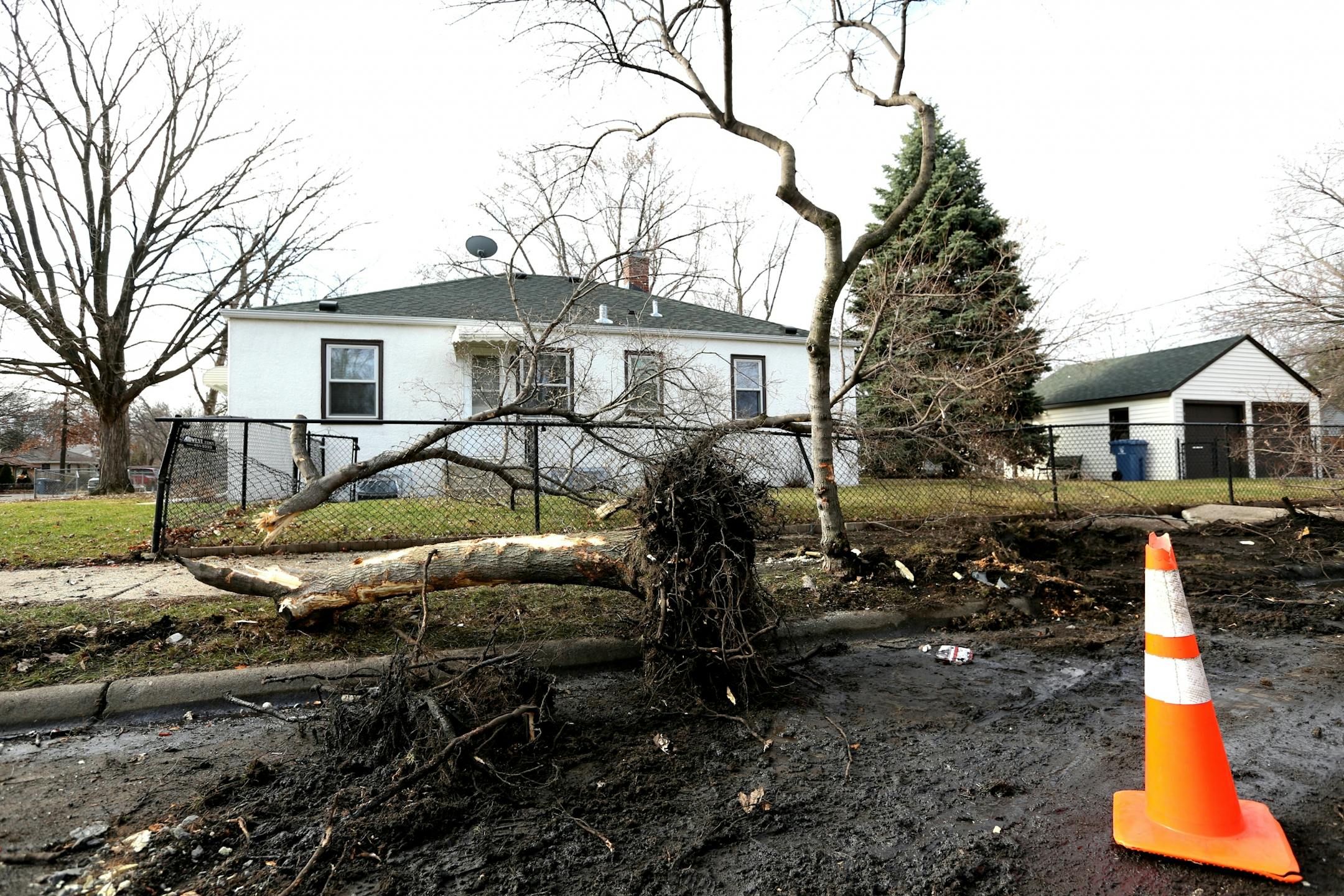 Felled trees are seen as the result of a crash on the corner of 53rd Avenue and Logan Avenue in Minneapolis on Thursday, March 17, 2016. A dispute between two groups of people riding in two separate vehicles in north Minneapolis early Thursday ended with one person dead after gunfire broke out and both vehicles crashed, Minneapolis Police said.