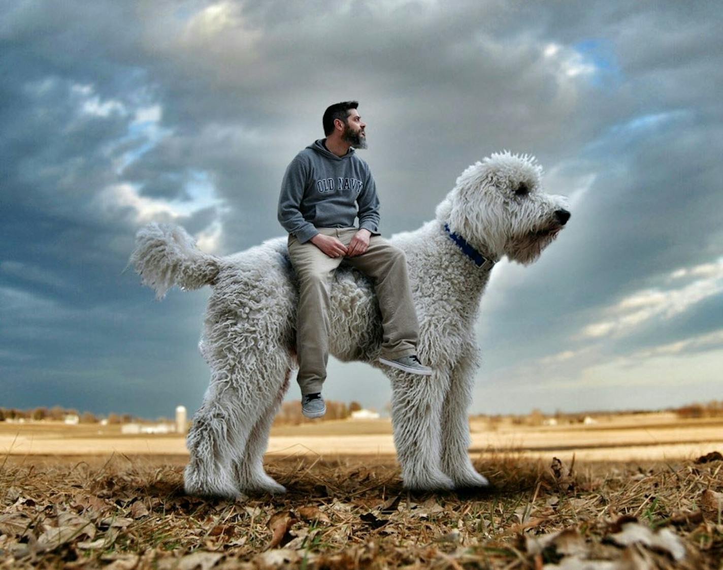 Chris Cline has made his dog Juji the doodle a global star via his Instagram account, @christophercline.