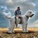 Chris Cline has made his dog Juji the doodle a global star via his Instagram account, @christophercline.