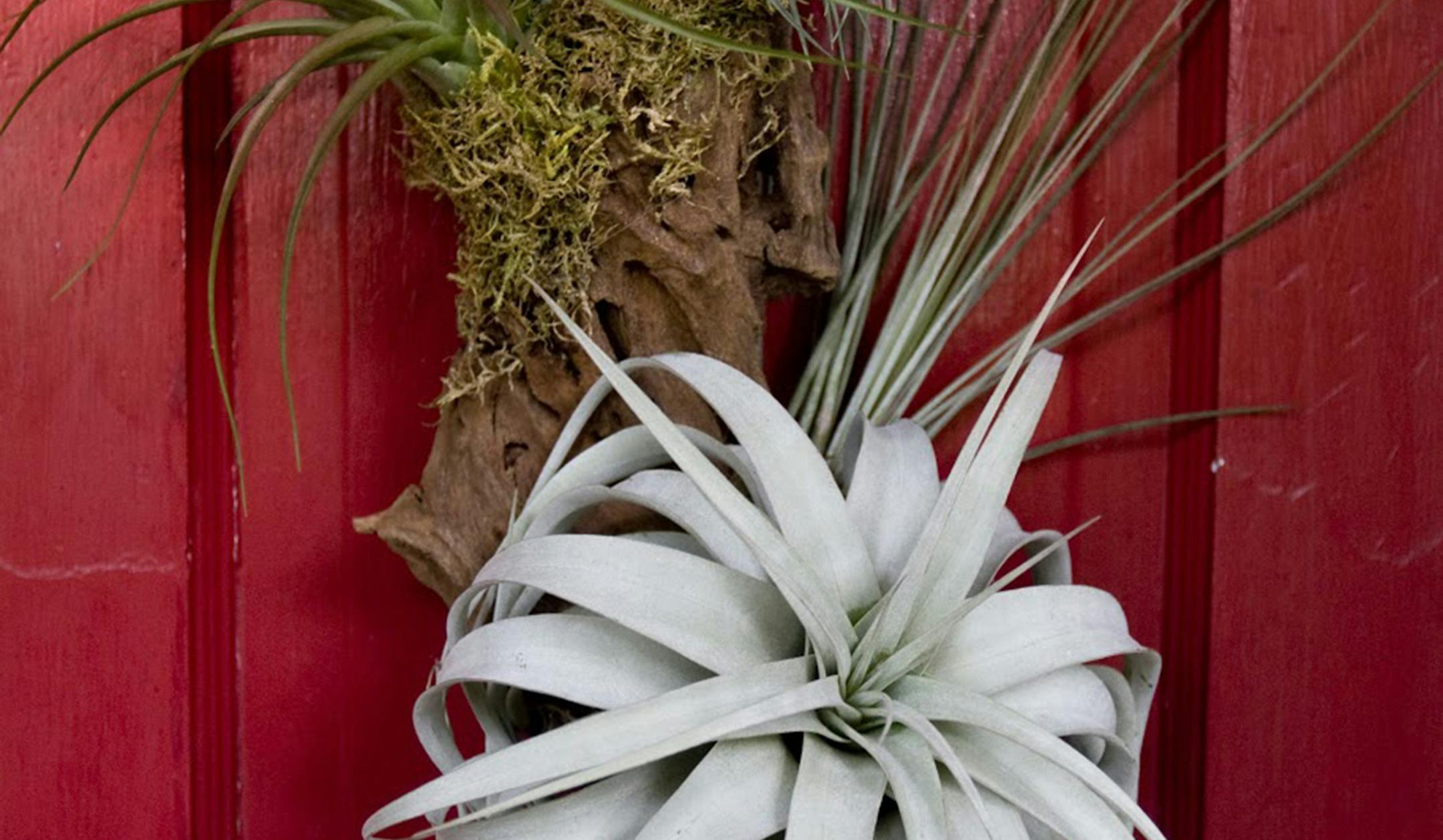 A native of rain forests, deserts and swamps, the air plant, or Tillandsia, doesn't require soil. (Joyce Marshall/Fort Worth Star-Telegram/TNS)