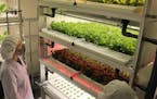 A worker checks lettuce being grown in an indoor farming facility run by Otsuka Tekko Co. in Ota Ward, Tokyo. MUST CREDIT: Japan News-Yomiuri.