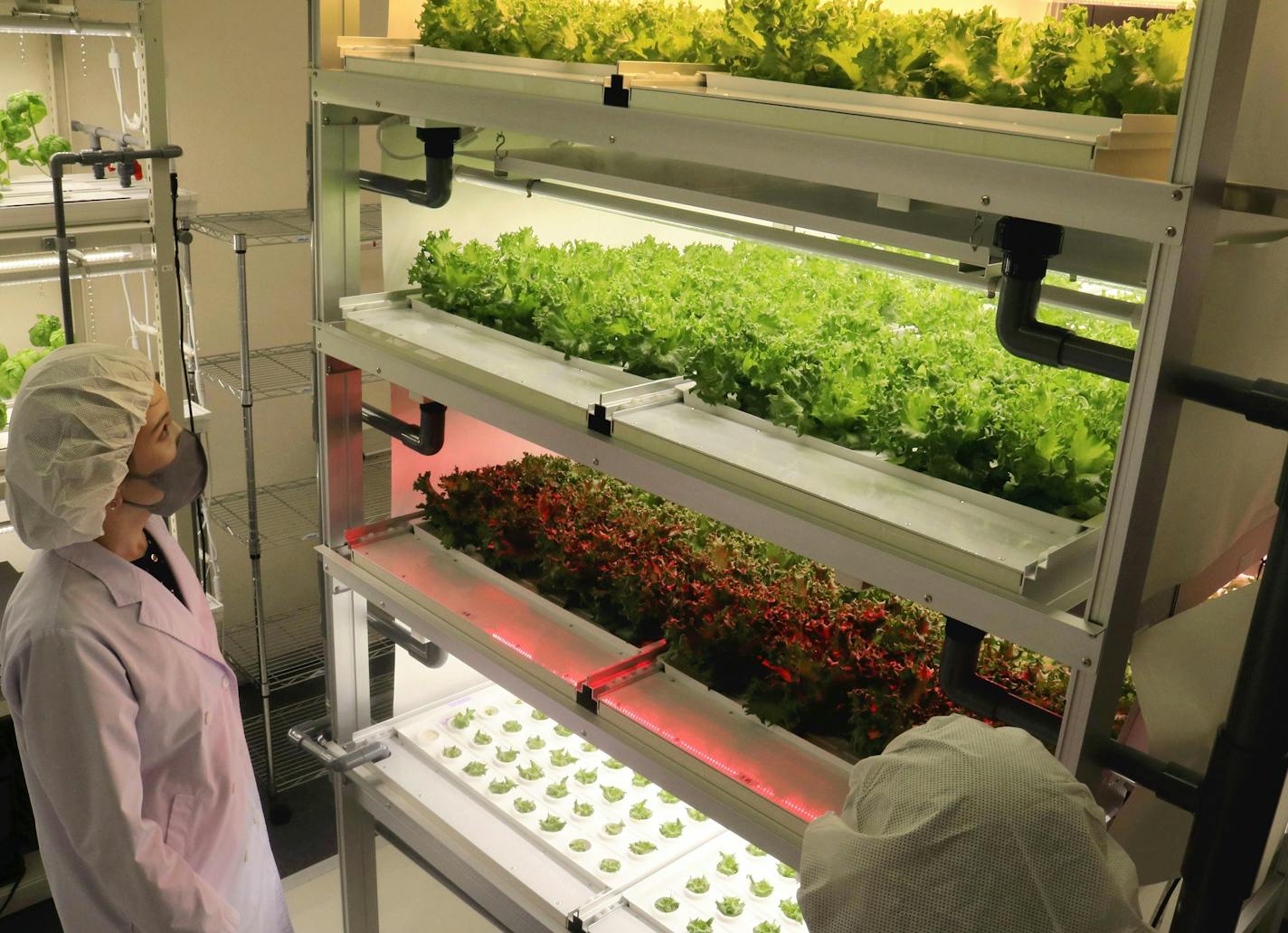 A worker checks lettuce being grown in an indoor farming facility run by Otsuka Tekko Co. in Ota Ward, Tokyo. MUST CREDIT: Japan News-Yomiuri.