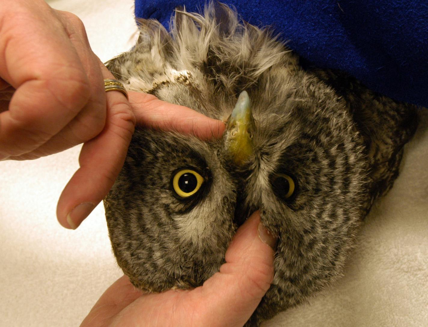 KYNDELL HARKNESS/Star Tribune Dr. Patrick Redig shows where the grey owl needed his beak repaired at the raptor Center at the U.