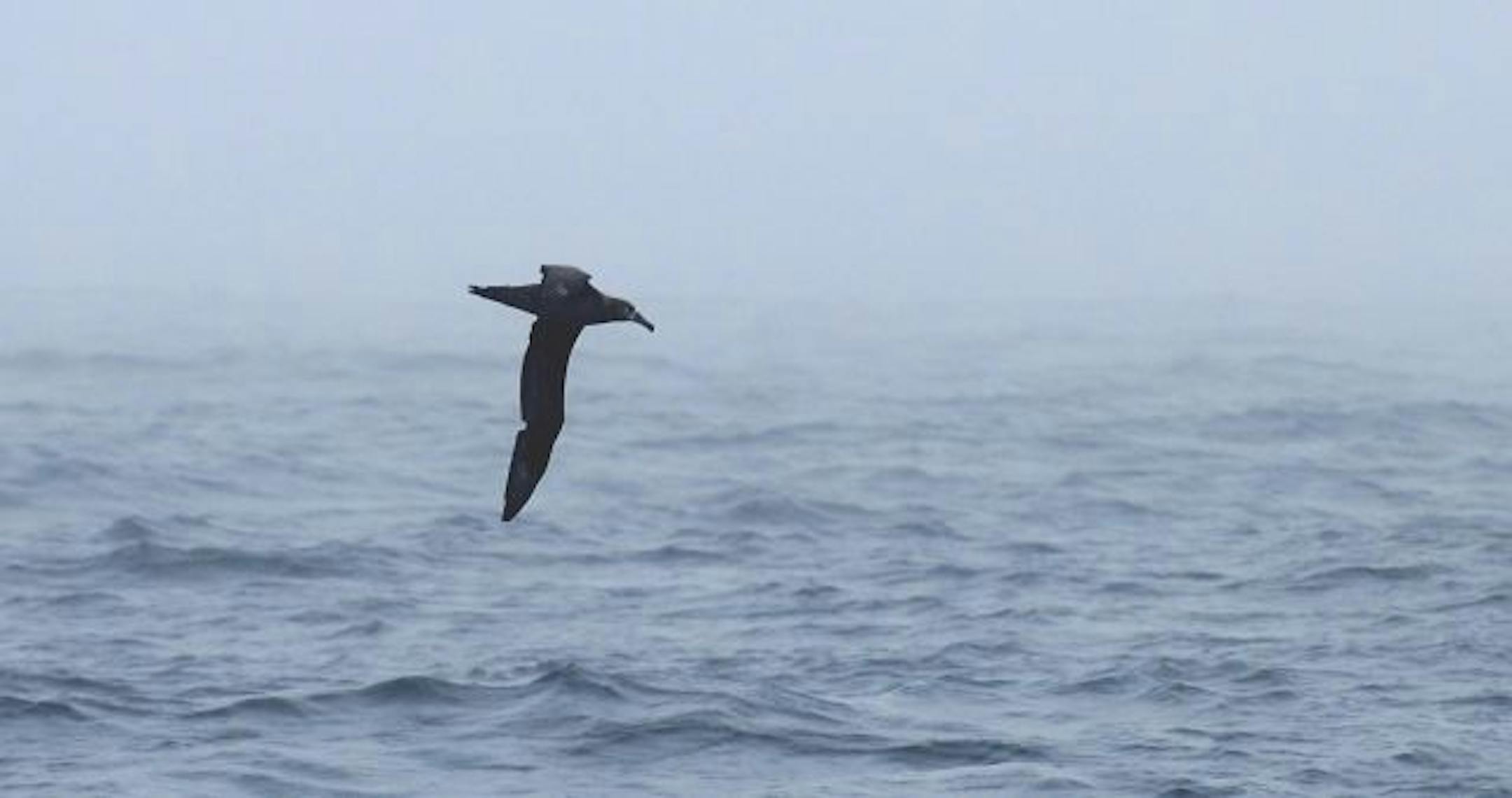 Black-footed albatross