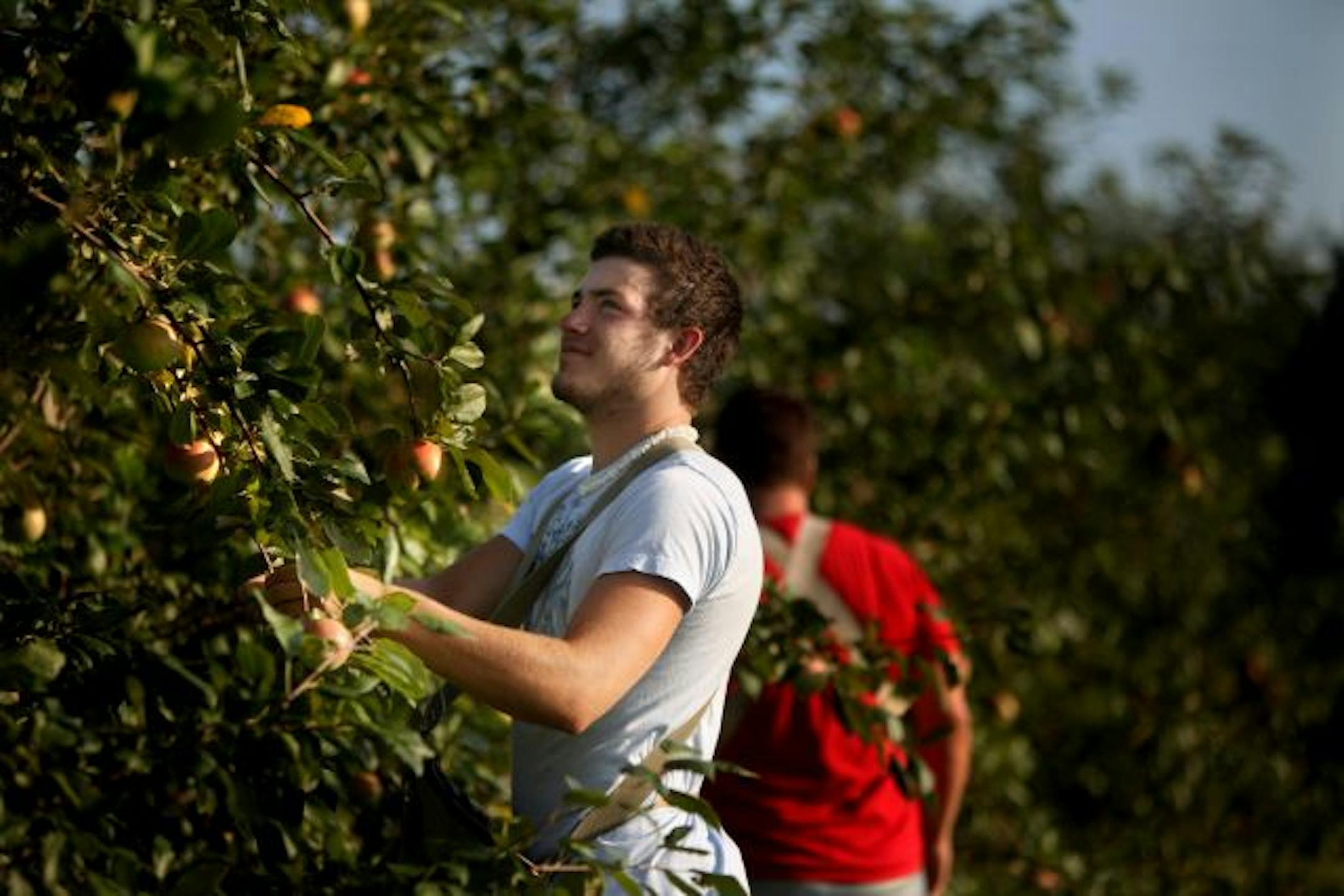 Geoff Aamodt, whose father owns Aamodt's Apple Farm, plucks fruit off a tree. Haralsons are currently ripe for picking there.