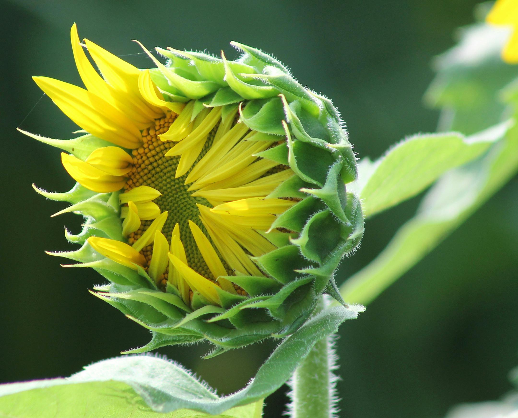 This "volunteer" sunflower--one that came up without our planting it--held court next to our zinnia bed. The rumpled look of its petals opening reminds me of a sleeper throwing back bedclothes.
Steve Schild
Winona, MN 55987