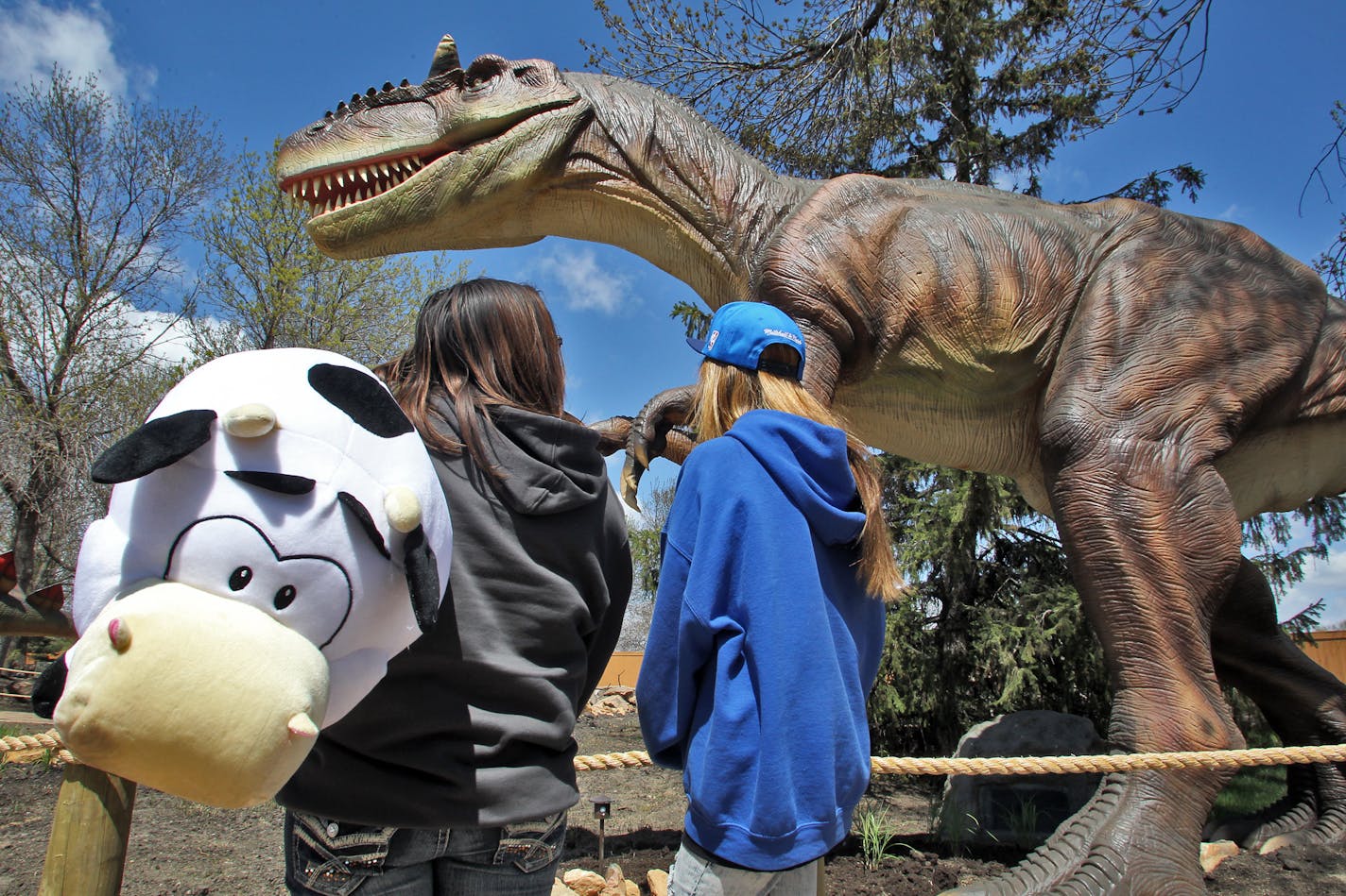 Amusement park Valleyfair in Shakopee opened to the public Saturday for the summer season. A new attraction this season is the Dinosaurs Live exhibit where people can walk through a display of 30 automated dinosaurs. Jacy Denney, 14, Crofton NB, carrying a stuffed cow she won in a coin toss, left, and Mary Boneshirt, 14, Rosebud S.D. viewed the new Dinosaurs Live display. (MARLIN LEVISON/STARTRIBUNE(mlevison@startribune.com (cq )