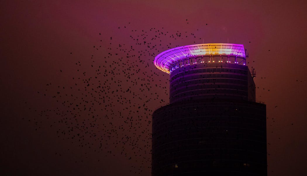 Crows or starlings circled Capella Tower in December 2020 after the Minnesota Vikings defeated the Jacksonville Jaguars. The crown was awash in purple and yellow light.