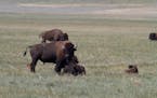 American bison graze with their young near Antelope Creek. Recovering wild bison herds to their native habitat is a key initiative of the American Pra