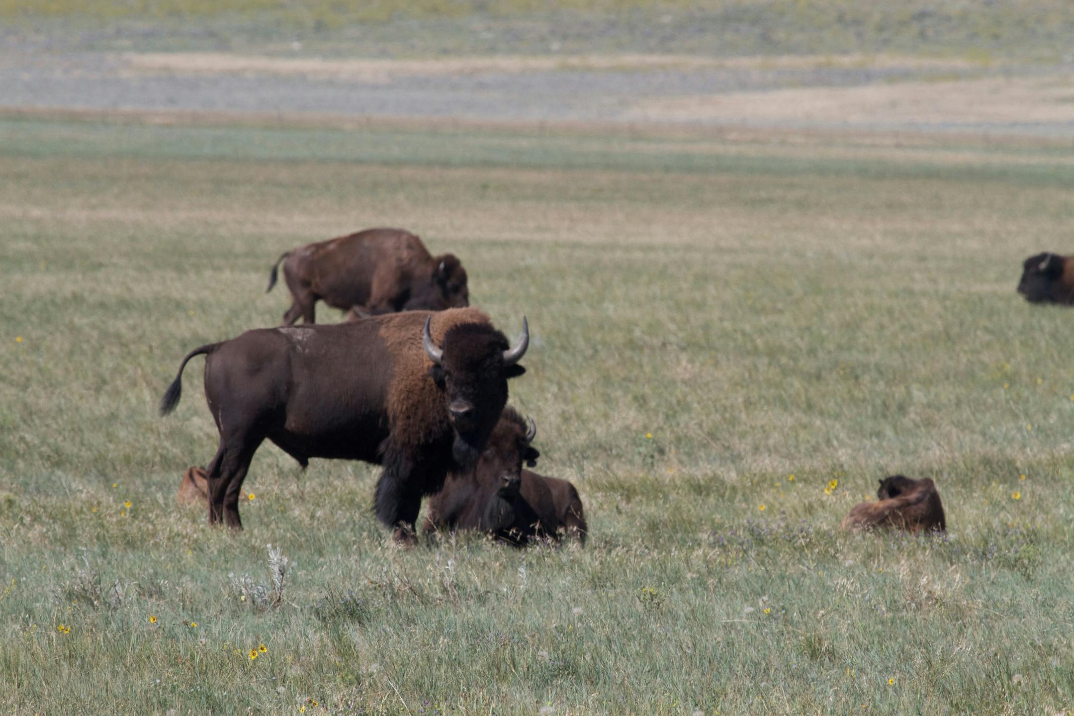 American bison graze with their young near Antelope Creek. Recovering wild bison herds to their native habitat is a key initiative of the American Prairie Reserve. (Andrew Evans/Chicago Tribune/TNS)