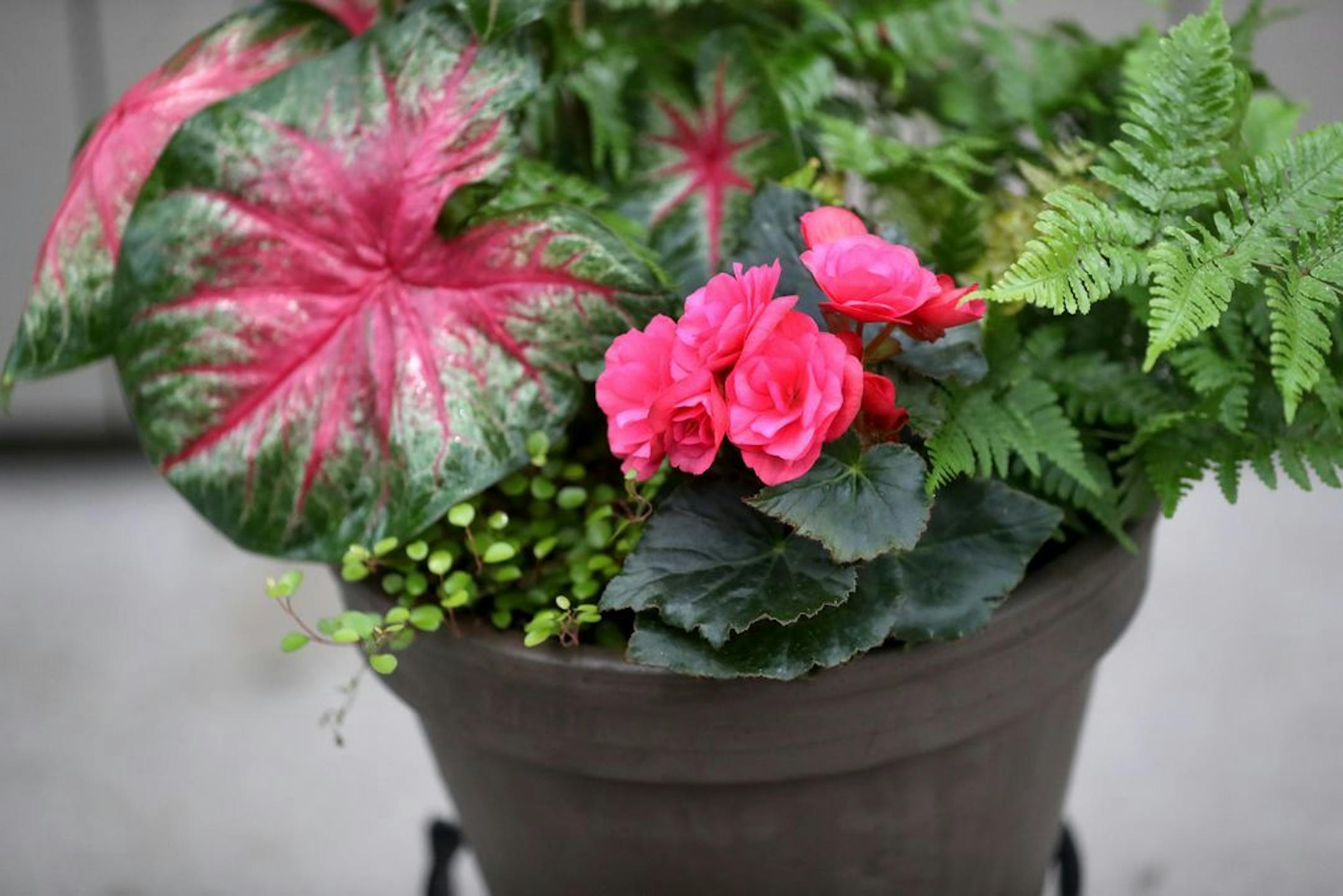 Painting in a Pot - Shade container garden from Sunnyside Gardens.