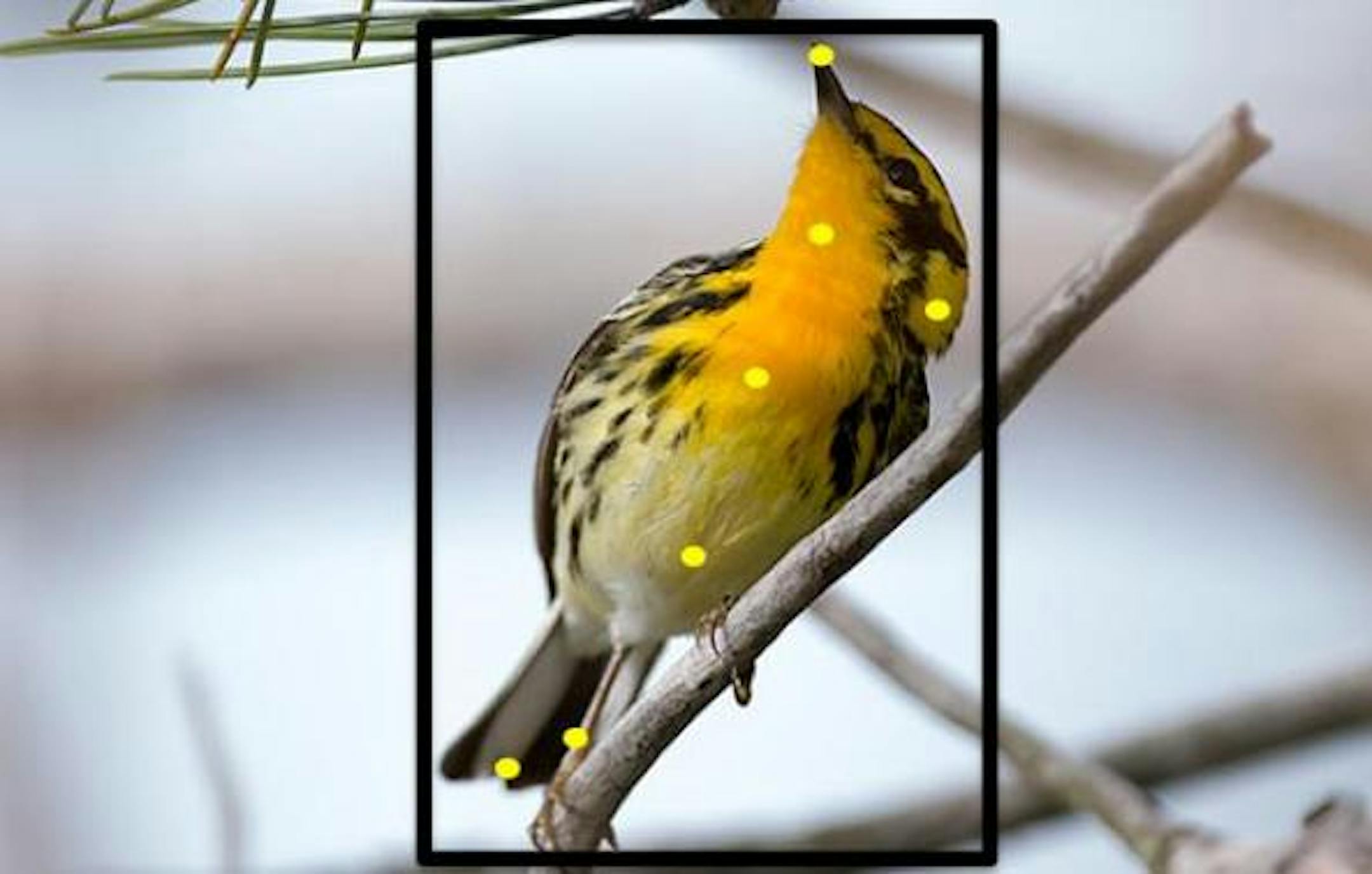 Users helped train Merlin to recognize 400 bird species including Blackburnian warbler, shown here, by clicking on parts of the birds. Illustrates BIRDS (category a), by Elahe Izadi (c) 2015, The Washington Post. Moved Monday, June 8, 2015. (MUST CREDIT: Cornell University.)