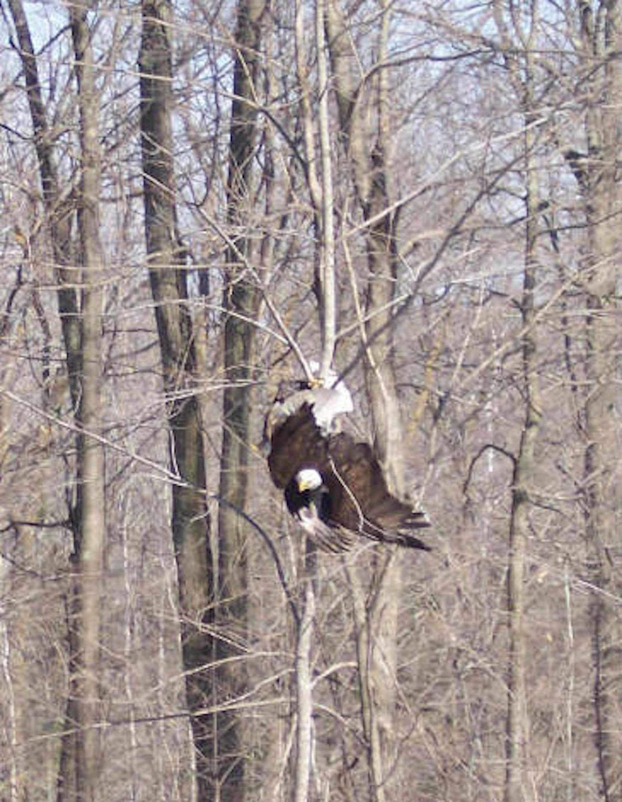 These two bald eagles hung in a tree, their talons ensnared, for 20 minutes in Janelle Trueblood;s backyard near Aitkin.