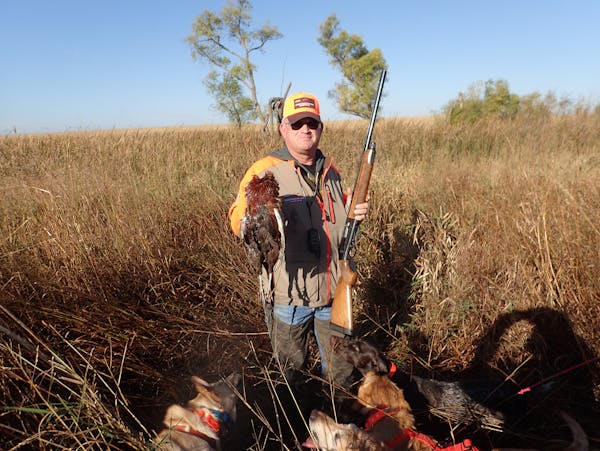 Rodney Lowe with a rooster and his labs during the first 90 minutes of the Minnesota pheasant opener near Luverne
